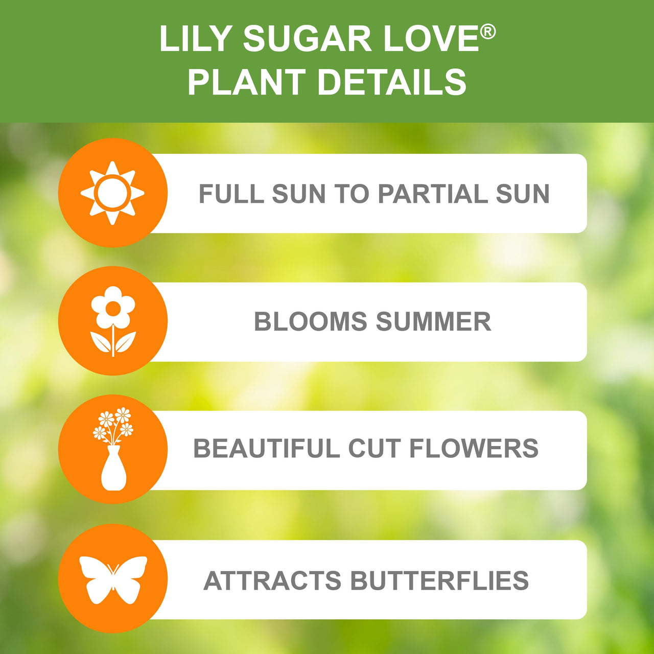 Garden State Bulb Sugar Love Asiatic Lily Flower Bulbs, 14/16cm, Spring Planting (Bag of 10)