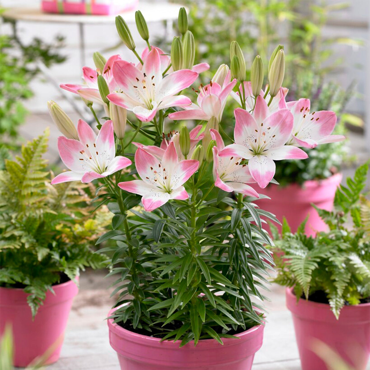 Garden State Bulb Sugar Love Asiatic Lily Flower Bulbs, 14/16cm, Spring Planting (Bag of 10)