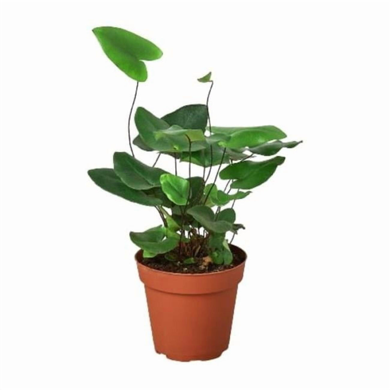 4-FERN-HEART 4 in. Fern Heart Pot