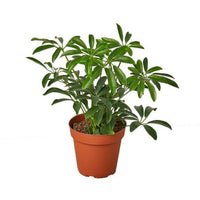 4-SCHEFFLERA-ARBORICOLA Umbrella Schefflera Arboricola Plant in 4 in. Pot