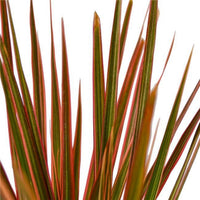 6-DRACAENA-COLORAMA Dracaena Colorama Plant, 6 in.