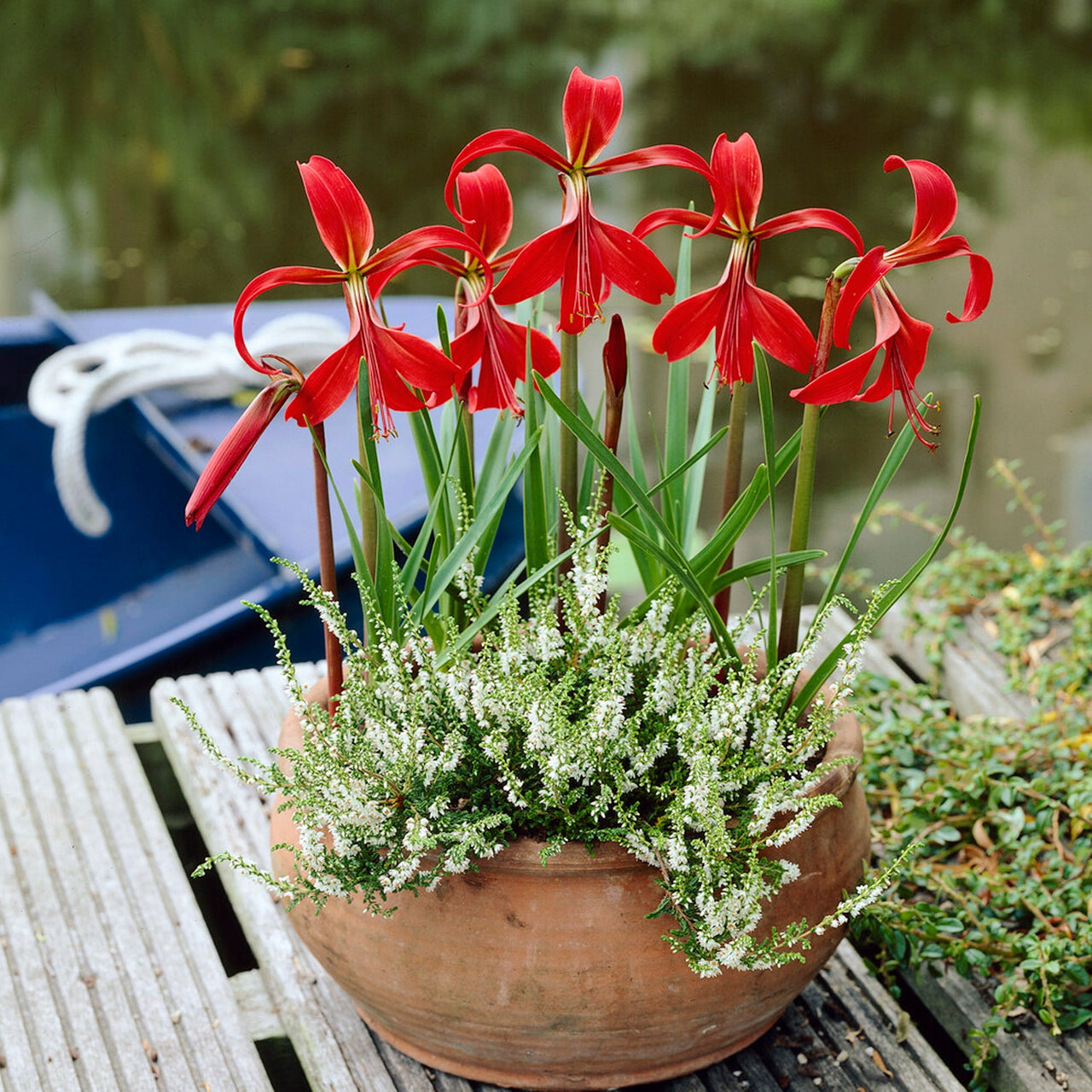 Garden State Bulb Aztec Lily Sprekelia Formosissima Flower Bulbs, 16/18cm, Spring Planting (Bag of 5)