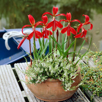 Garden State Bulb Aztec Lily Sprekelia Formosissima Flower Bulbs, 16/18cm, Spring Planting (Bag of 5)