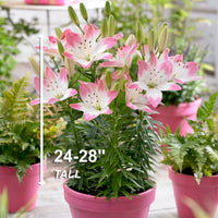 Garden State Bulb Sugar Love Asiatic Lily Flower Bulbs, 14/16cm, Spring Planting (Bag of 10)