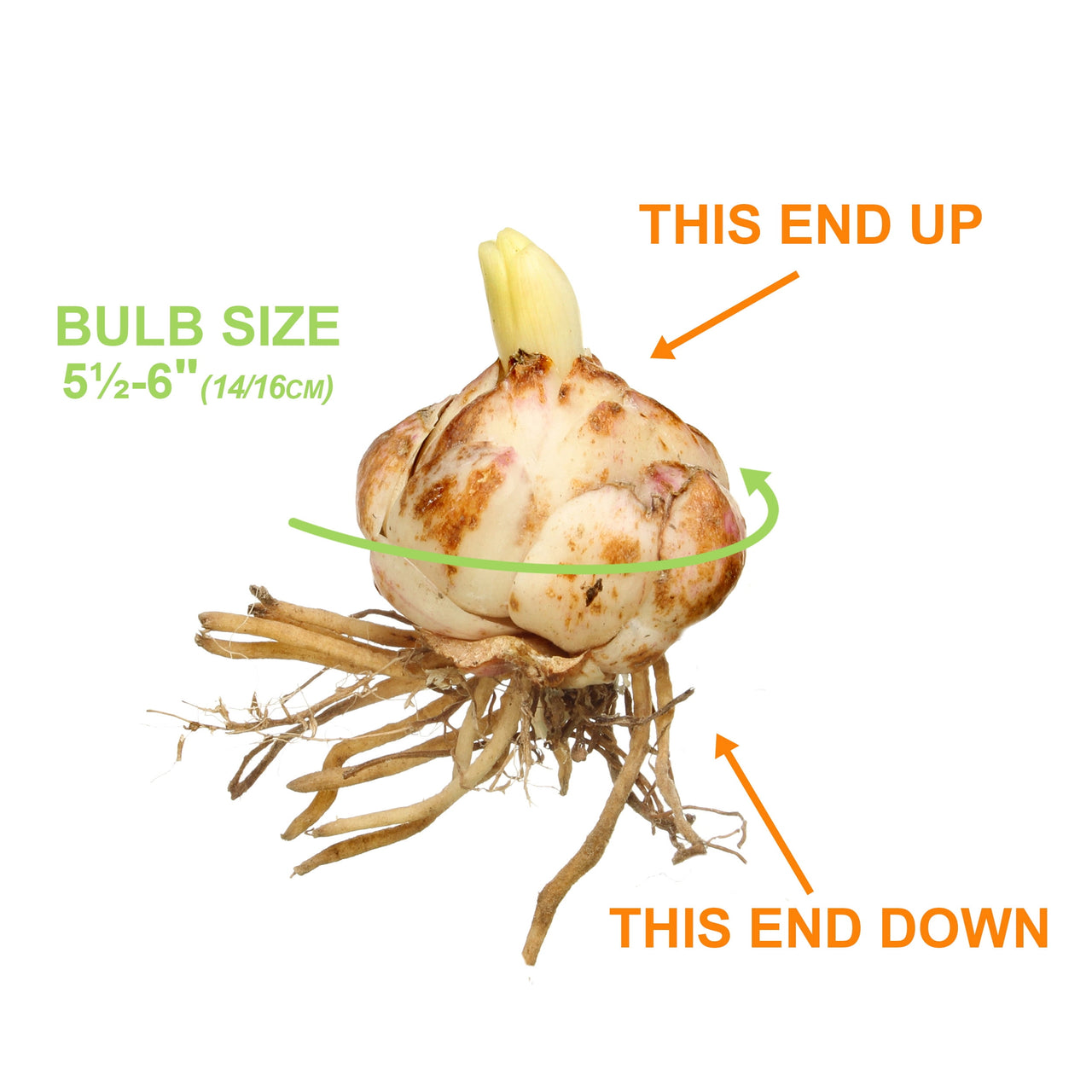 Garden State Bulb Sugar Love Asiatic Lily Flower Bulbs, 14/16cm, Spring Planting (Bag of 10)