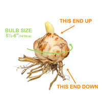 Garden State Bulb Sugar Love Asiatic Lily Flower Bulbs, 14/16cm, Spring Planting (Bag of 10)