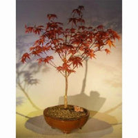 Bonsai Boy of   York e3173 Japanese Red Maple Bonsai Tree - Acer Palmautm Shin & Deshojo