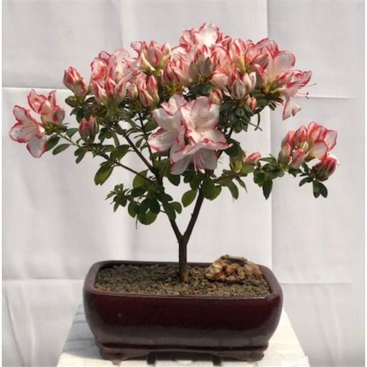 Flowering Azalea Japonica Sachsenstern Tree