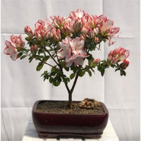 Flowering Azalea Japonica Sachsenstern Tree