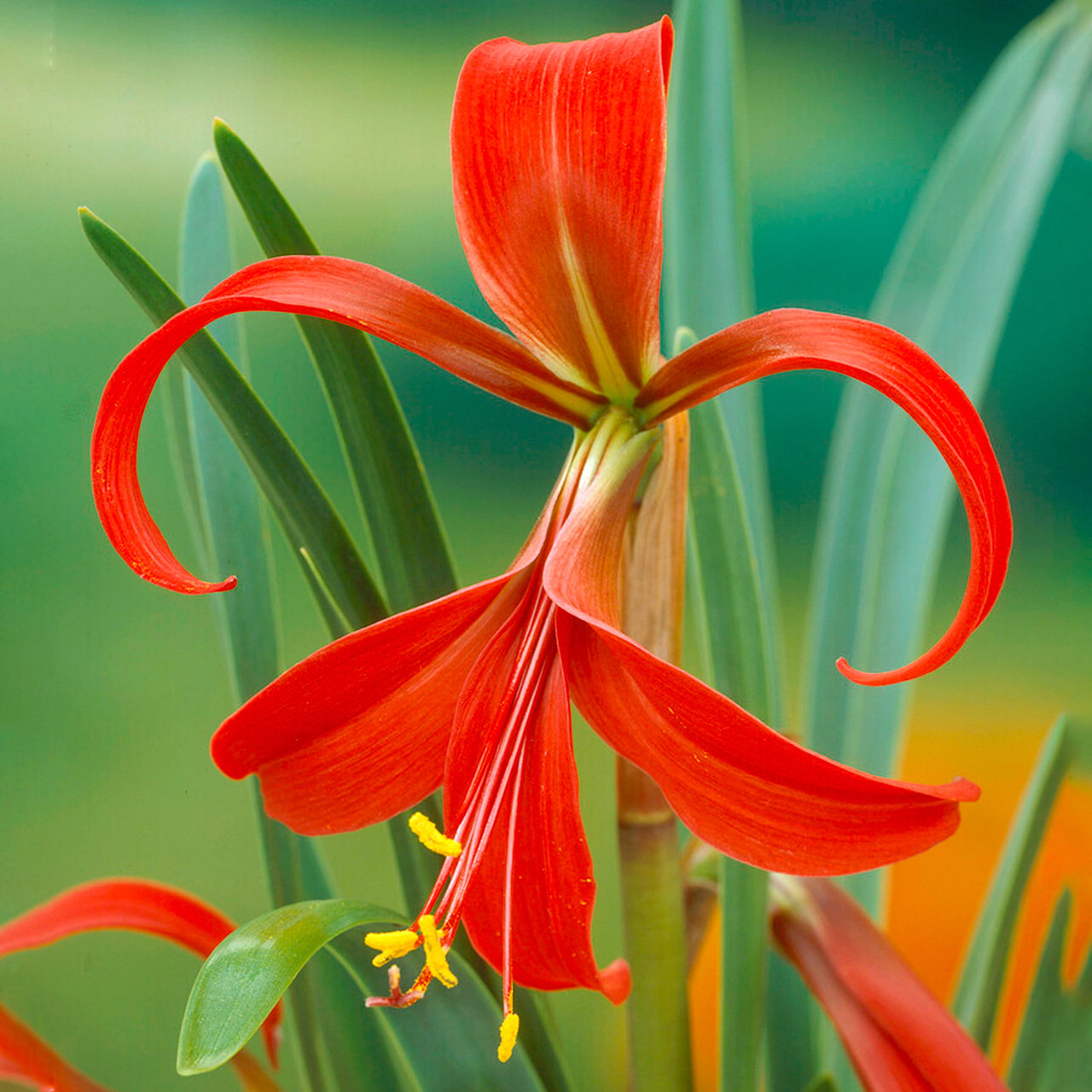 Garden State Bulb Aztec Lily Sprekelia Formosissima Flower Bulbs, 16/18cm, Spring Planting (Bag of 5)
