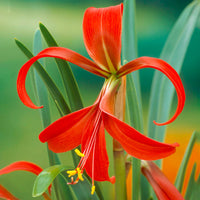 Garden State Bulb Aztec Lily Sprekelia Formosissima Flower Bulbs, 16/18cm, Spring Planting (Bag of 5)