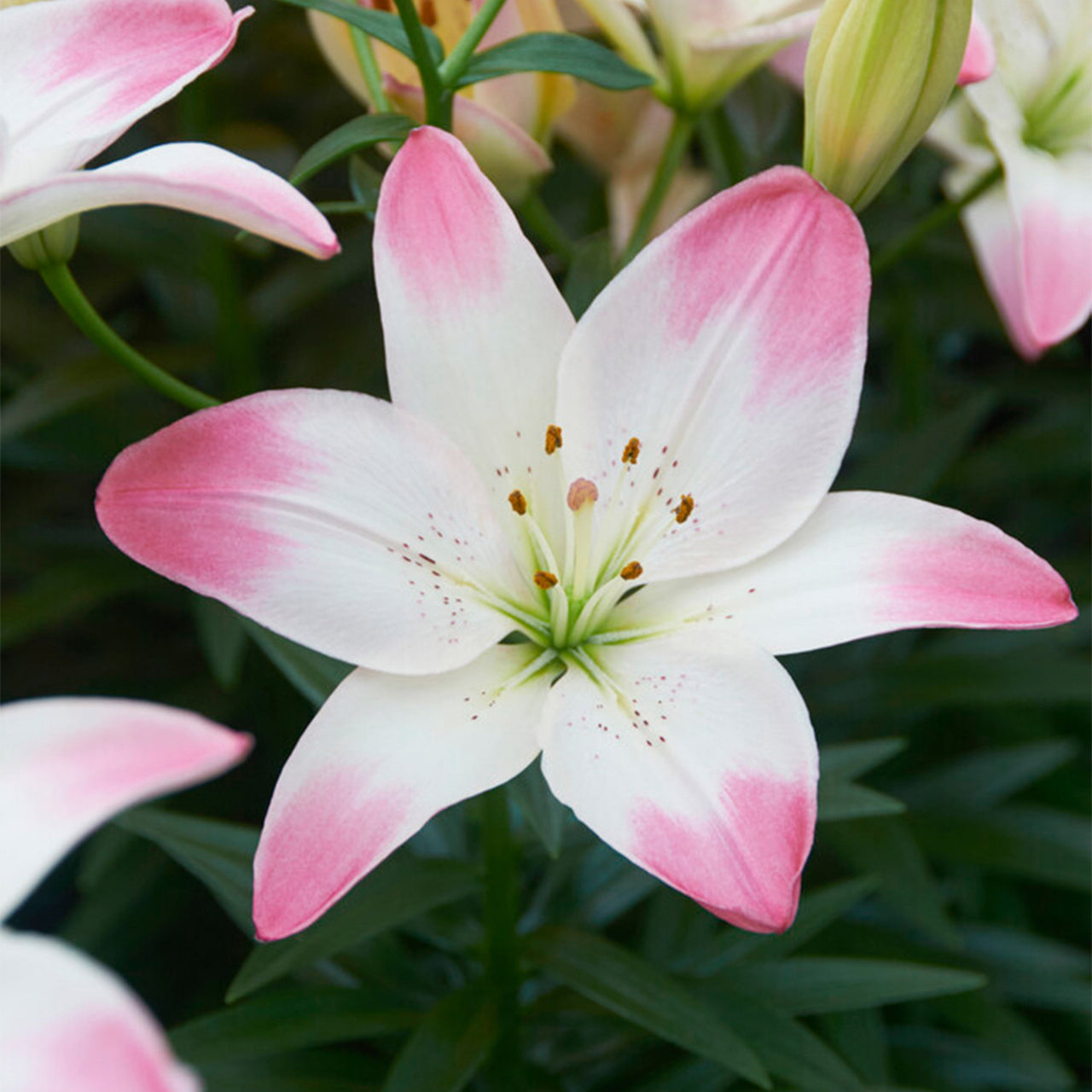 Garden State Bulb Sugar Love Asiatic Lily Flower Bulbs, 14/16cm, Spring Planting (Bag of 10)