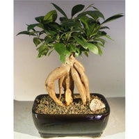 Ginseng Ficus Bonsai Tree - Ficus Retusa - Medium