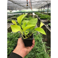 House Plant Dropship 3-POTHOS-NEON Pothos Neon Plant
