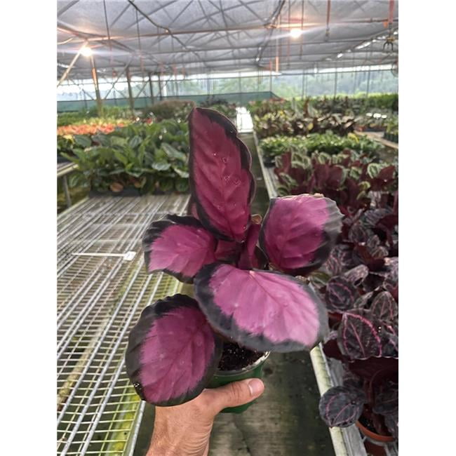 House Plant Dropship 4-CALATHEA-PURPLE.ROSE Calathea Purple Rose Plant