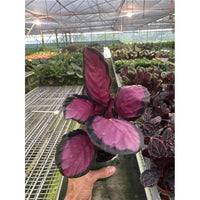 House Plant Dropship 4-CALATHEA-PURPLE.ROSE Calathea Purple Rose Plant