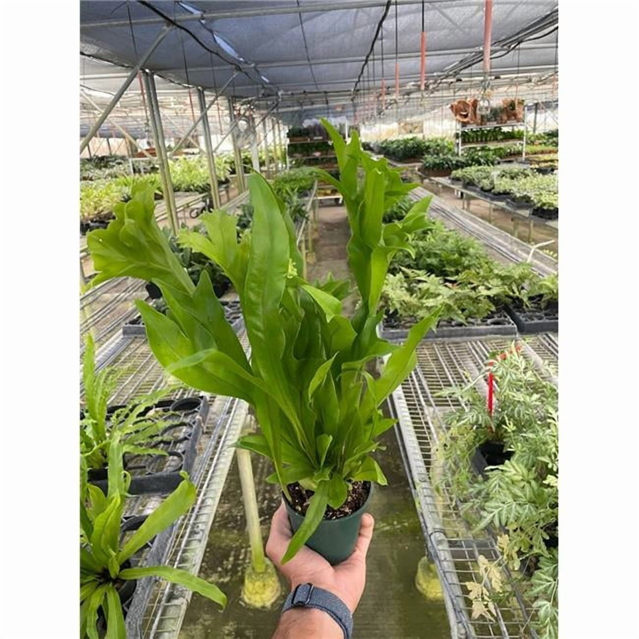 House Plant Dropship 4-FERN-GREEN.FLAME 4 in. Fern Green Flame Plant