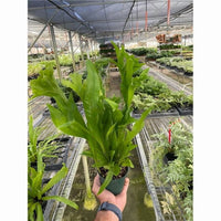 House Plant Dropship 4-FERN-GREEN.FLAME 4 in. Fern Green Flame Plant