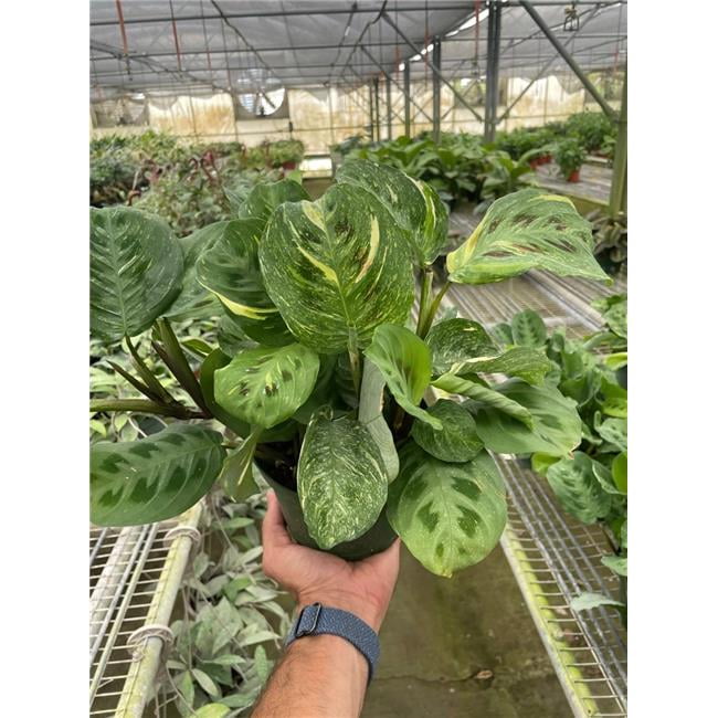 House Plant Dropship 6-MARANTA-BEAUTY.KIM 6 in. Pot Maranta Variegated Beauty Kim Plant