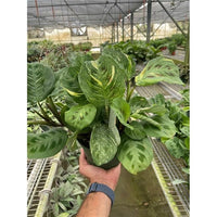 House Plant Dropship 6-MARANTA-BEAUTY.KIM 6 in. Pot Maranta Variegated Beauty Kim Plant