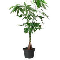 House Plant Dropship 6-PACHIRA-BRAID-NURSERY.POT 6 in. Money Tree Guiana Chestnut Pachira Braid Pot