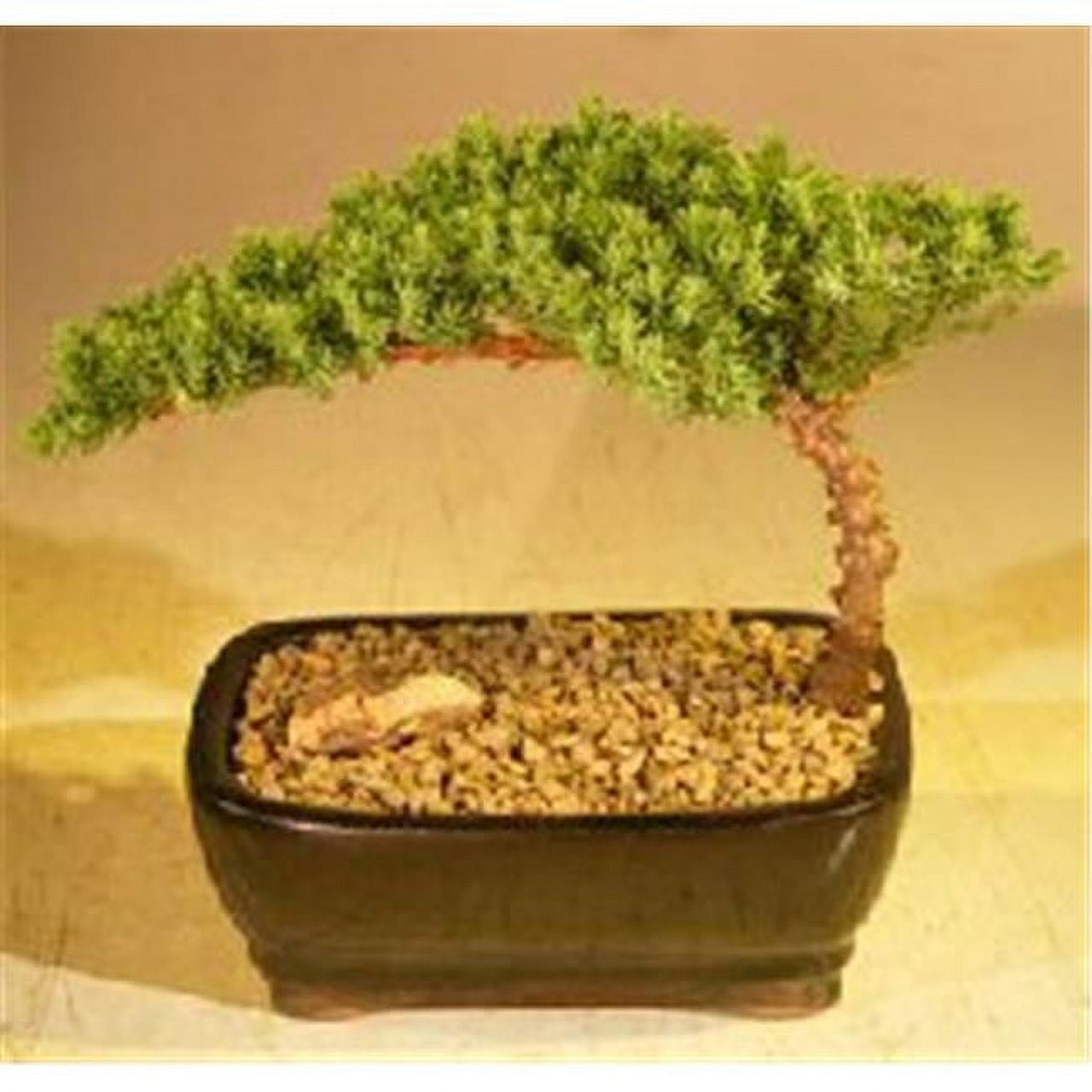 Juniper Bonsai Tree - Juniper Procumbens Nana - Small