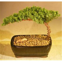 Juniper Bonsai Tree - Juniper Procumbens Nana - Small
