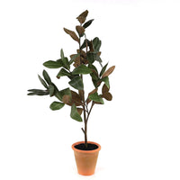 Melrose International Potted Magnolia Sapling 41
