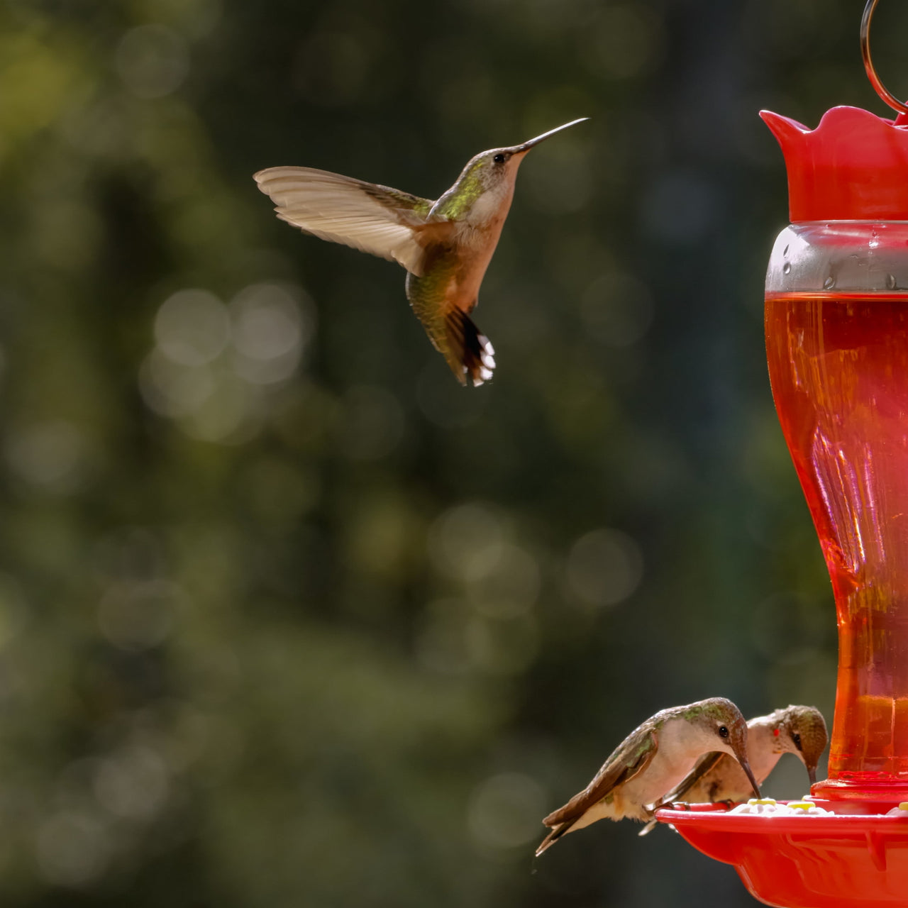 Pennington Glass Red Hummingbird Feeder, 16 oz Nectar Capacity