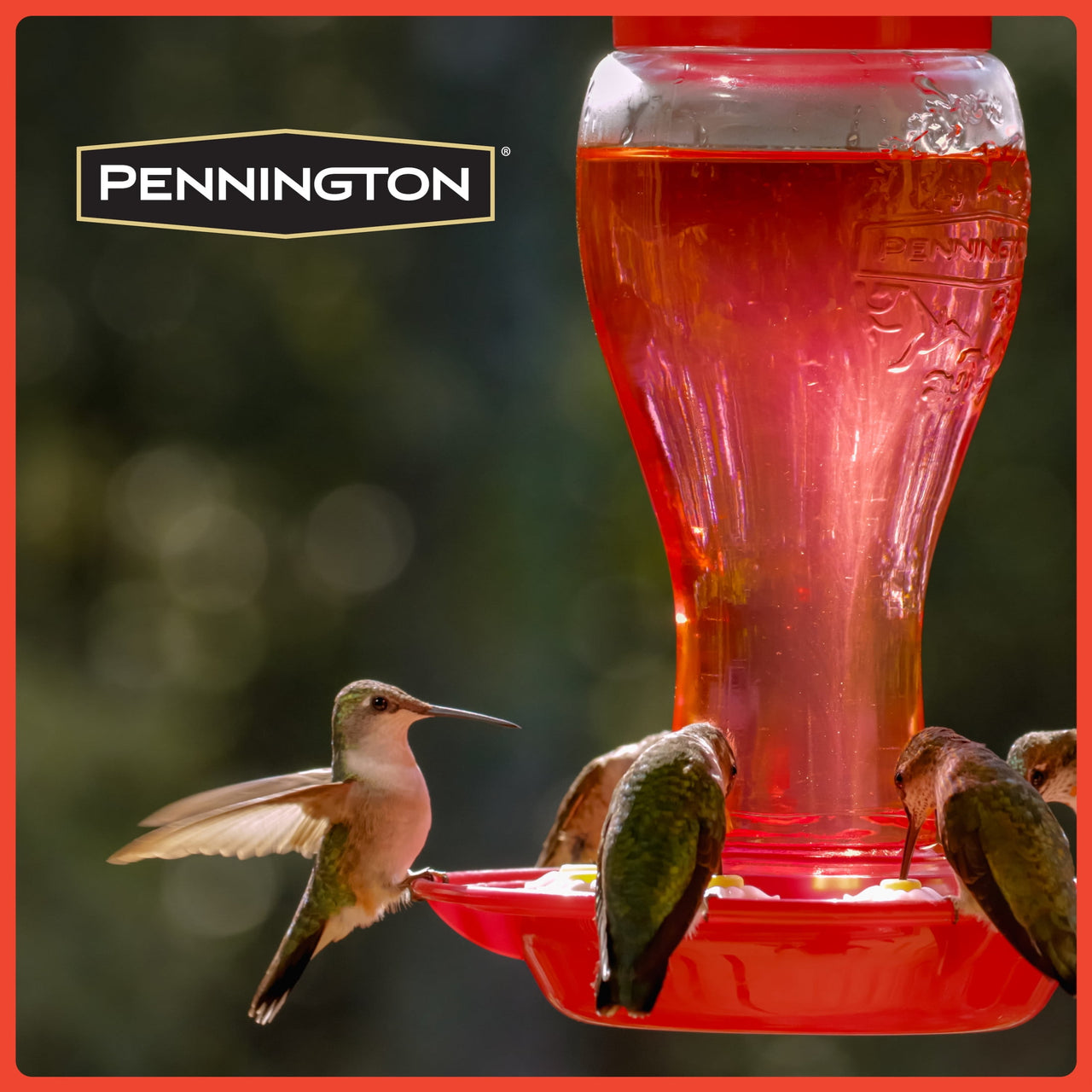 Pennington Glass Red Hummingbird Feeder, 16 oz Nectar Capacity