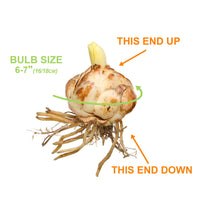 Garden State Bulb Aztec Lily Sprekelia Formosissima Flower Bulbs, 16/18cm, Spring Planting (Bag of 5)