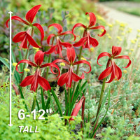 Garden State Bulb Aztec Lily Sprekelia Formosissima Flower Bulbs, 16/18cm, Spring Planting (Bag of 5)