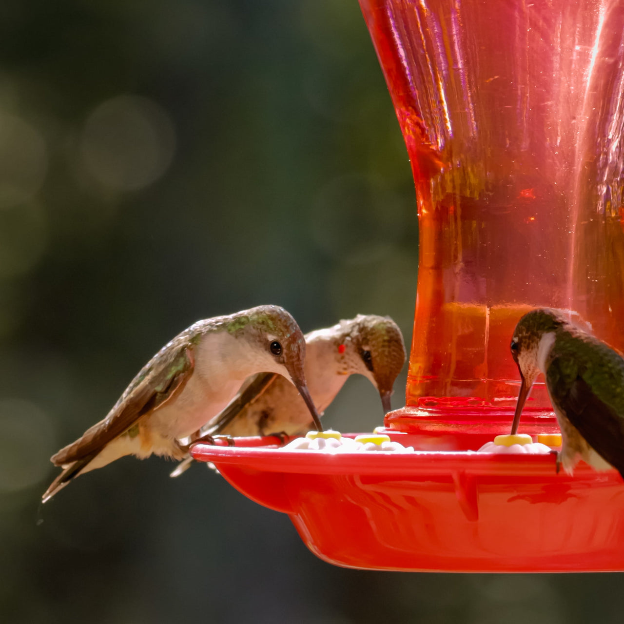 Pennington Glass Red Hummingbird Feeder, 16 oz Nectar Capacity