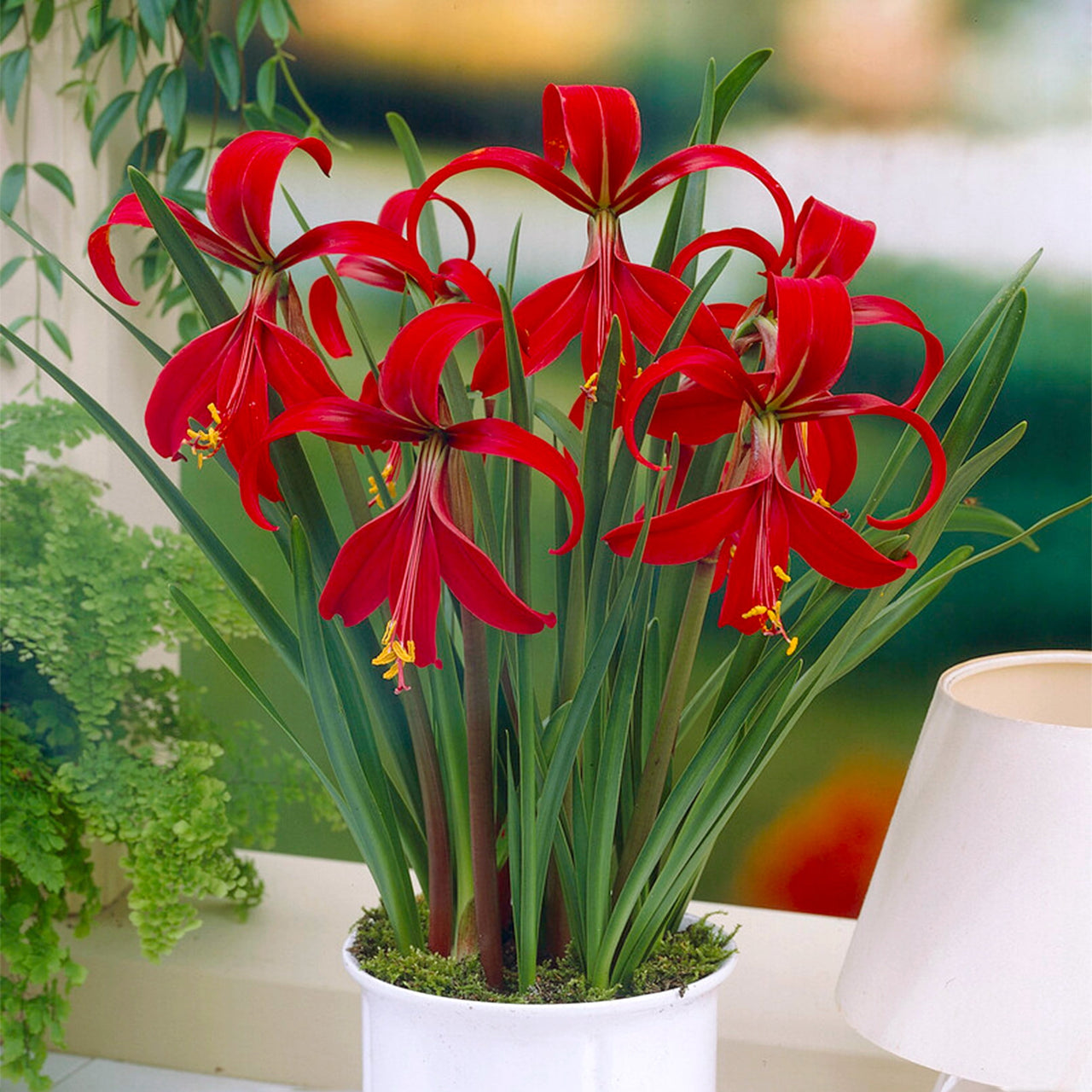 Garden State Bulb Aztec Lily Sprekelia Formosissima Flower Bulbs, 16/18cm, Spring Planting (Bag of 5)