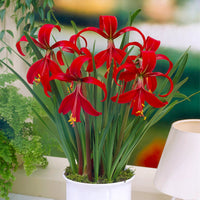 Garden State Bulb Aztec Lily Sprekelia Formosissima Flower Bulbs, 16/18cm, Spring Planting (Bag of 5)