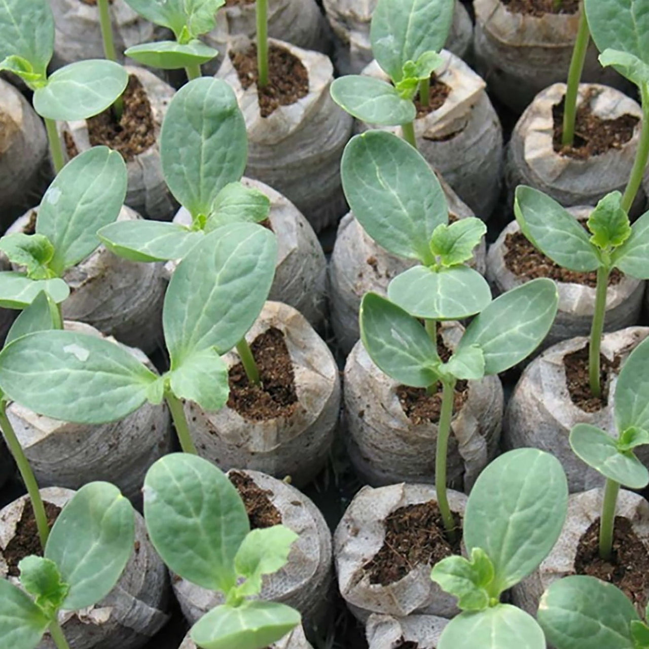 Luxcidy 40 Pcs Peat Pellet - 30mm Plant Pallet Seedling Soil Block, Plant Starting Plugs Peat Pellets Bulk for Plant Starter Pellet, Transplanting Growing Garden Flower Vegetables